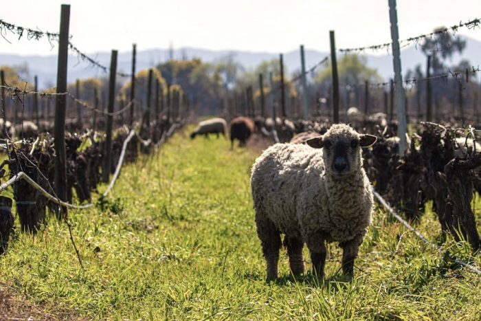 Viticultura regenerativa: contribuyendo a frenar el calentamiento global