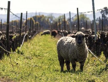 Viticultura regenerativa: contribuyendo a frenar el calentamiento global