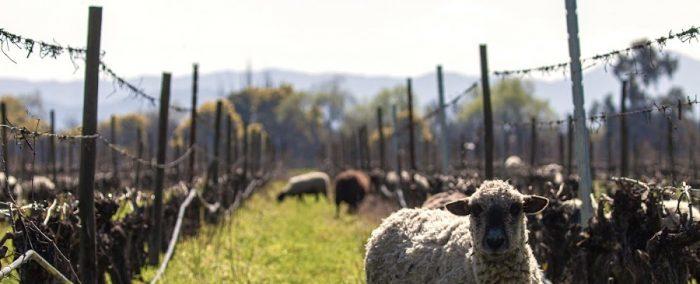 Viticultura regenerativa: contribuyendo a frenar el calentamiento global