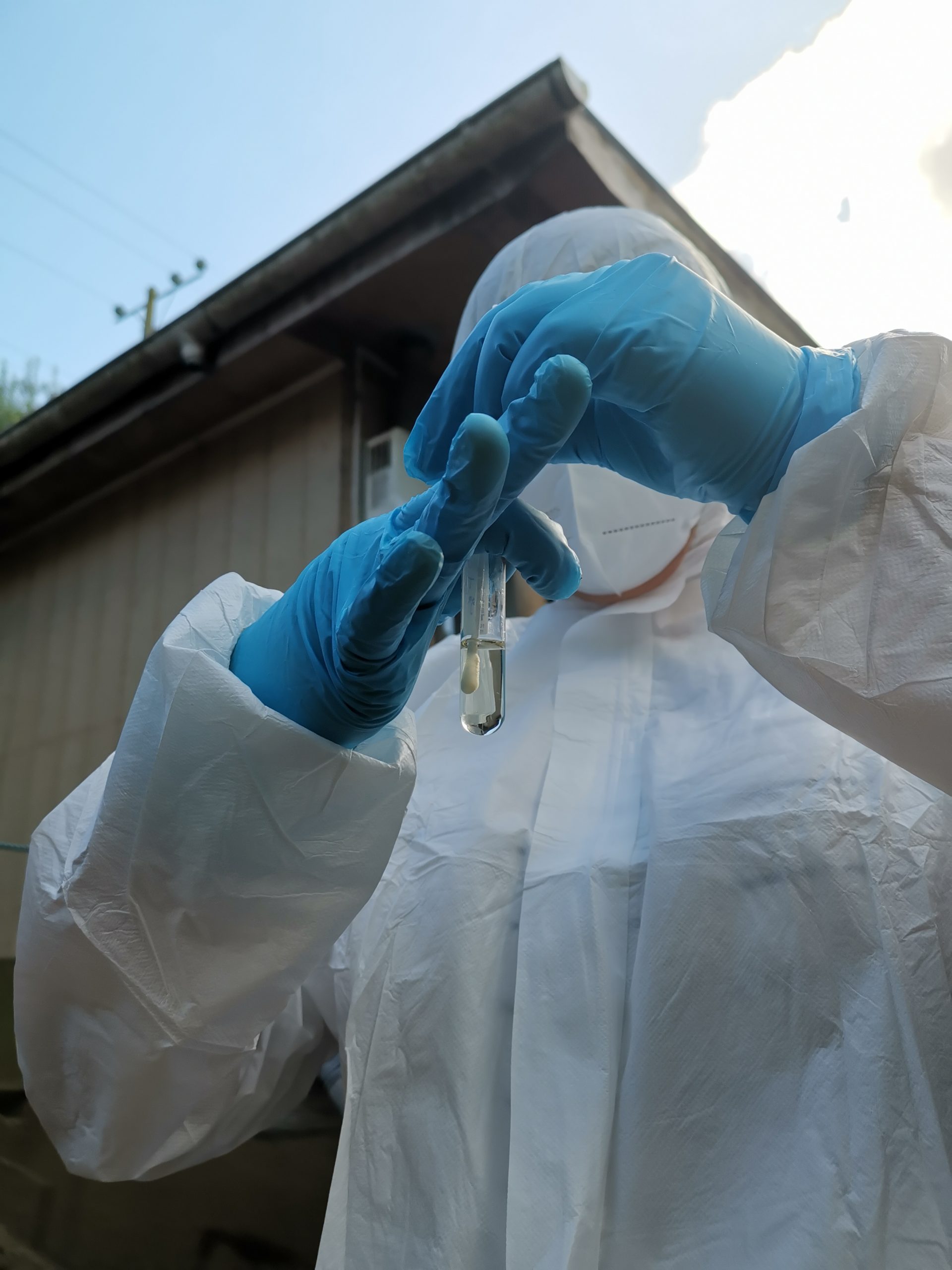 Informan muestras positivas a Influenza Aviar en loros Choroy en Panguipulli