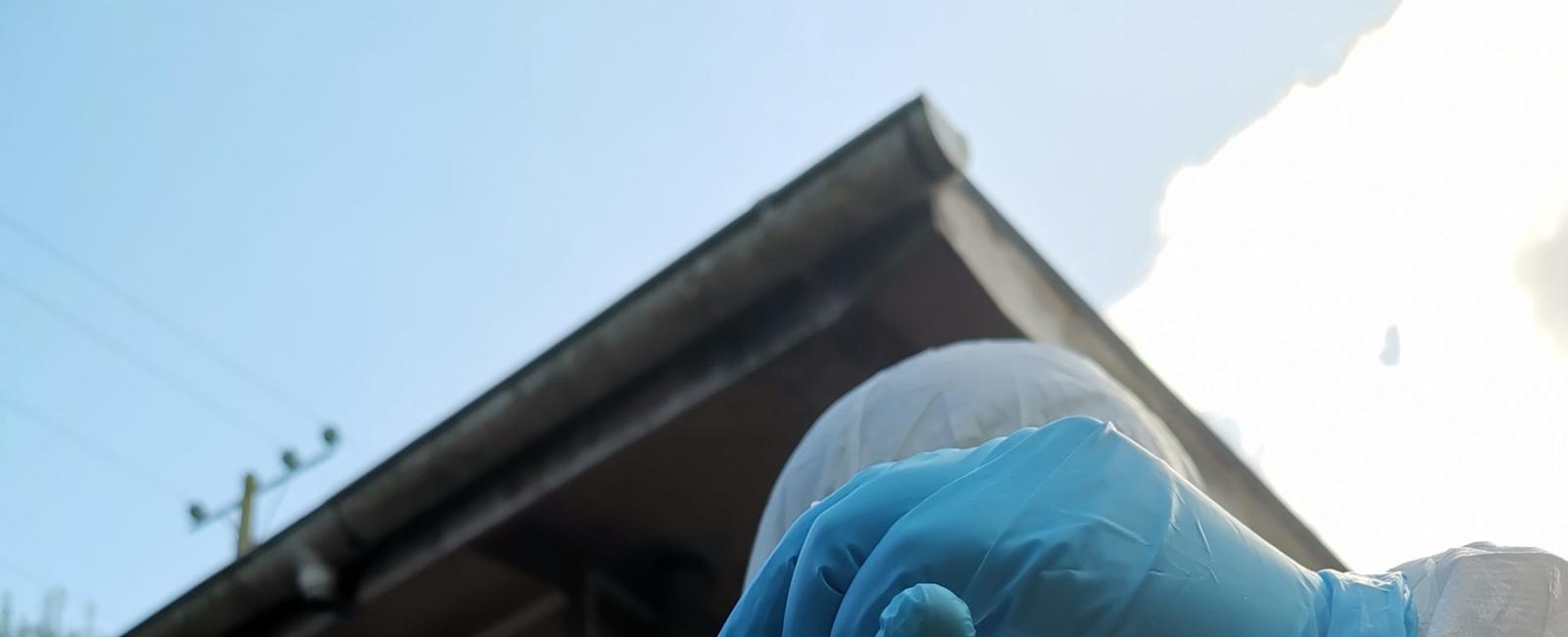 Informan muestras positivas a Influenza Aviar en loros Choroy en Panguipulli