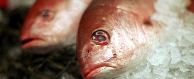 Día Mundial de los Océanos: campaña busca promover una dieta sin animales ni productos del mar