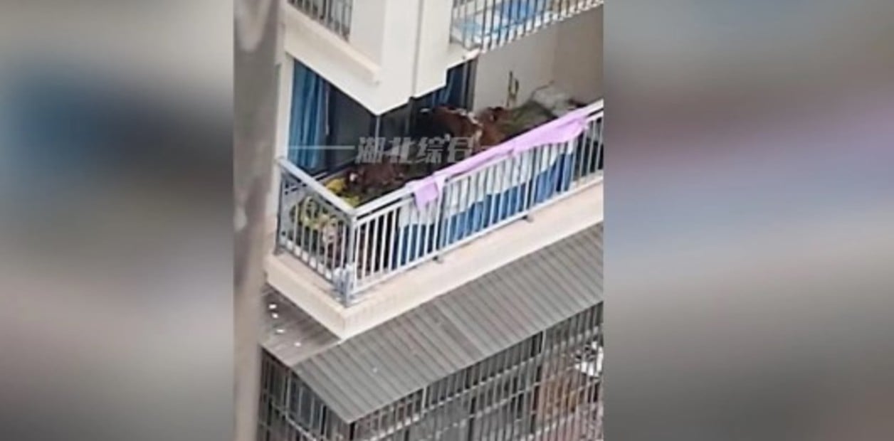 Un campesino se mudó a la ciudad y quiso criar vacas en el balcón de su departamento