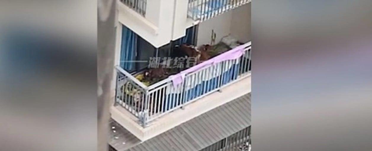 Un campesino se mudó a la ciudad y quiso criar vacas en el balcón de su departamento