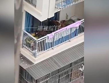 Un campesino se mudó a la ciudad y quiso criar vacas en el balcón de su departamento