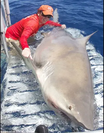 Huge Bull shark caught by researchers