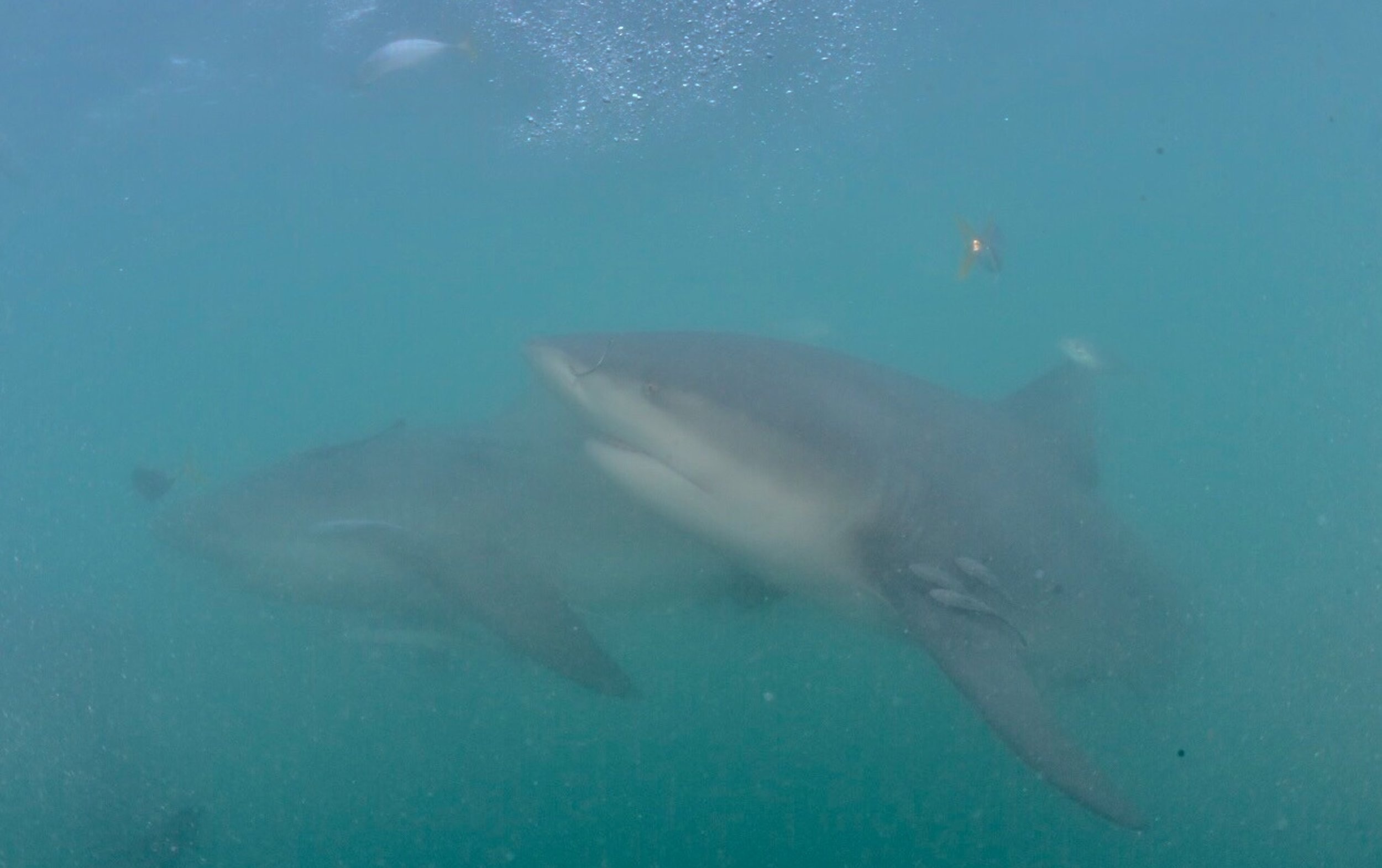 Two Bull sharks in murky water