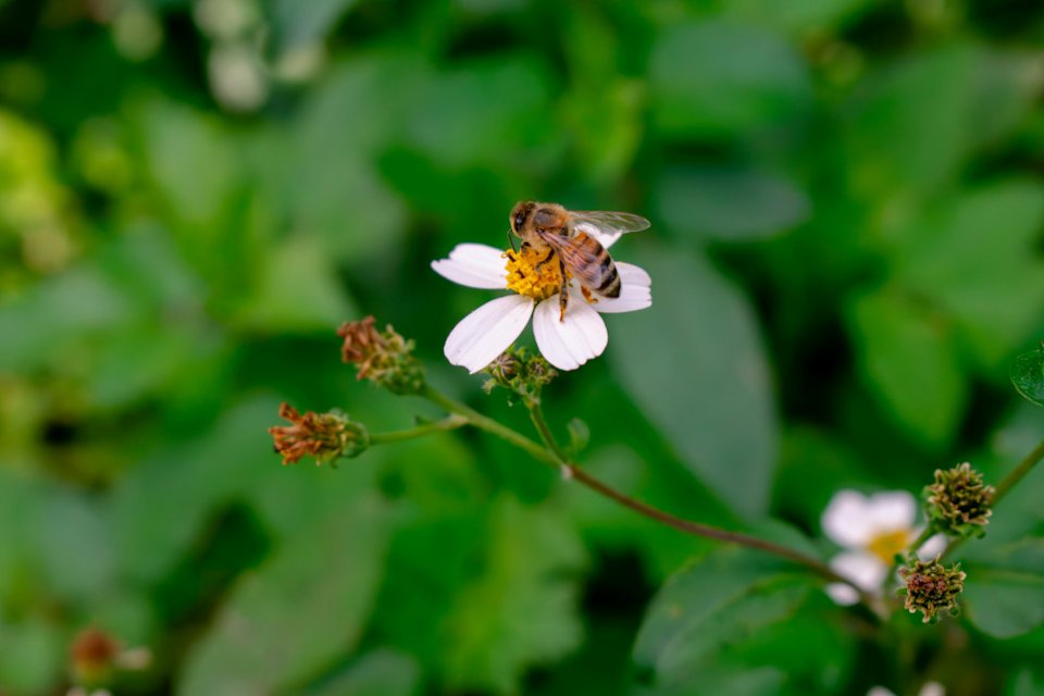 A bee visits a small white flower
