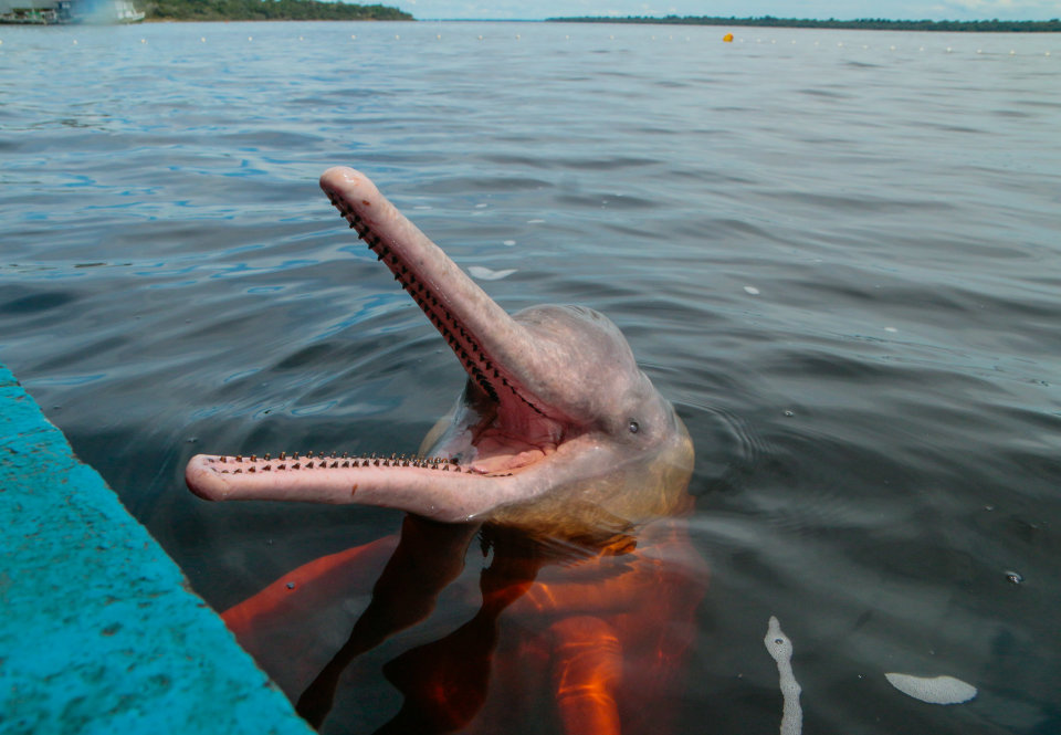 A photograph of a boto (a freshwater dolphin from the Amazon) smiling near a dock