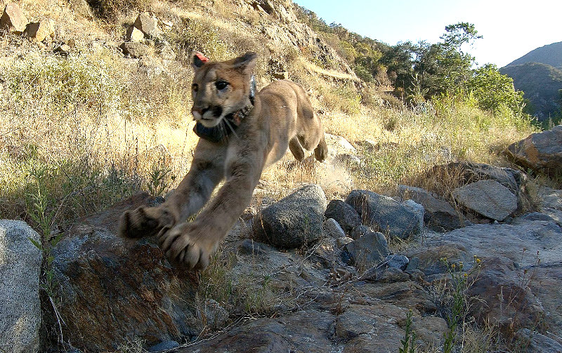 A juvenile mountain lion with a tracking collar and ear tag runs across a hillside