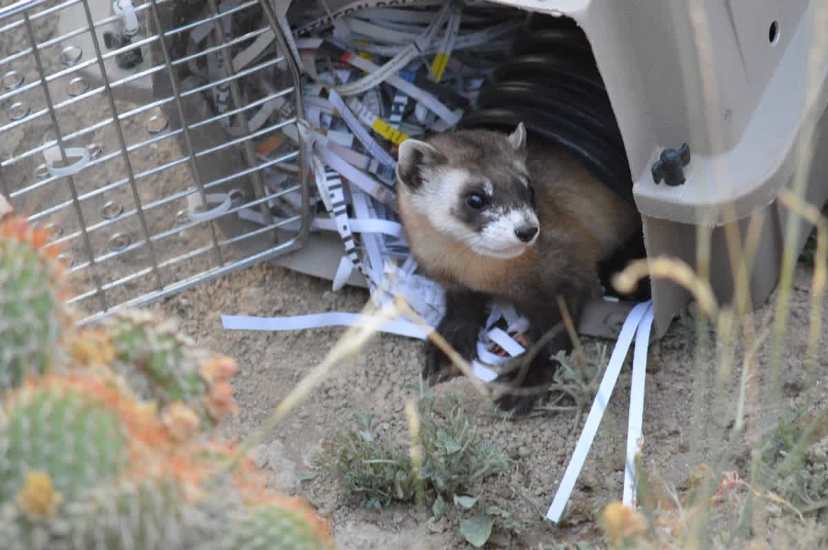 Catch up on the GX release notes. Also released into the wild: this black-footed ferret. (📸: Ryan Moehring, US FWS, 2016)