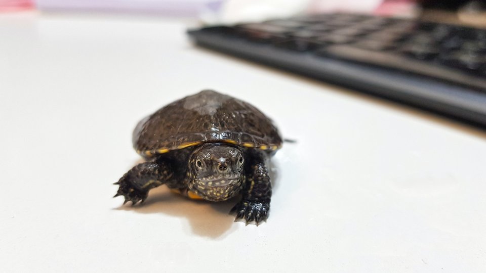 A photo of a small black and yellow turtle on a white desk