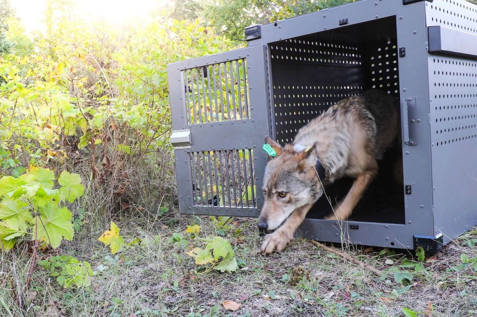 A wolf with ear tags is exiting a crate