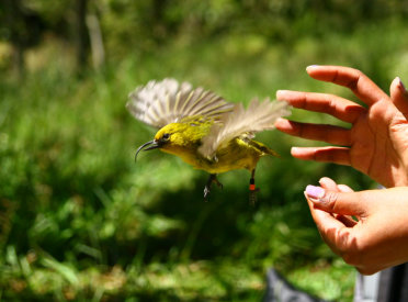 A yellow 'akiapola'au (Hawaiian honeycreeper) with a band on one leg flies away from a pair of hands