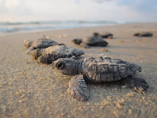 Six Kemp's ridley turtle hatchlings crawl over the beach toward the ocean