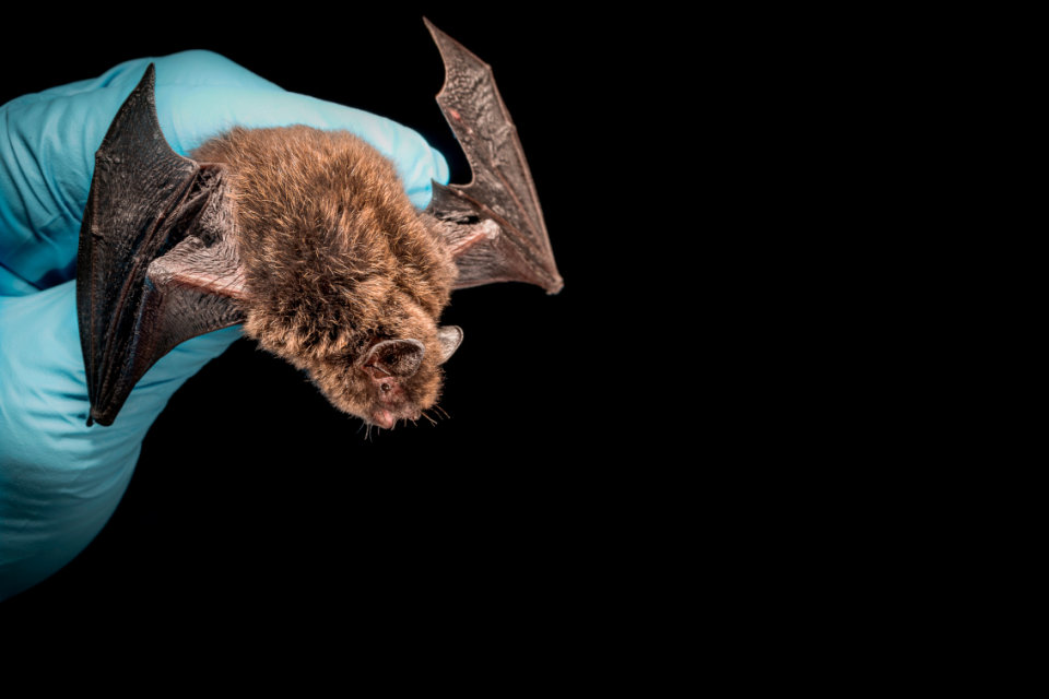 A small brown bat is being held by a gloved hand