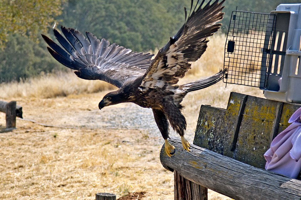 A photo of a rehabilitated juvenile bald eagle flying away after being released from an animal crate.