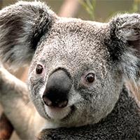 KoalaBear200x200