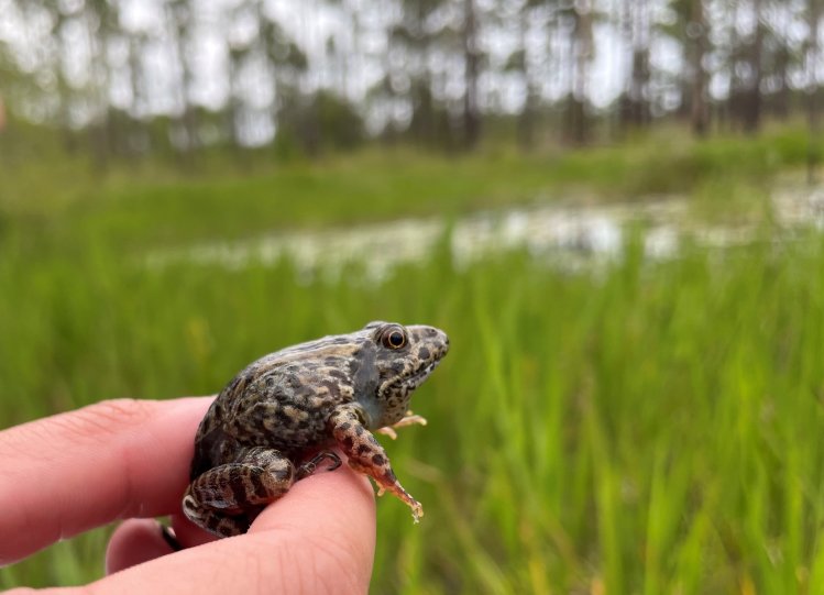 A small spotted frog is being held up to the camera with a wetland in the background 