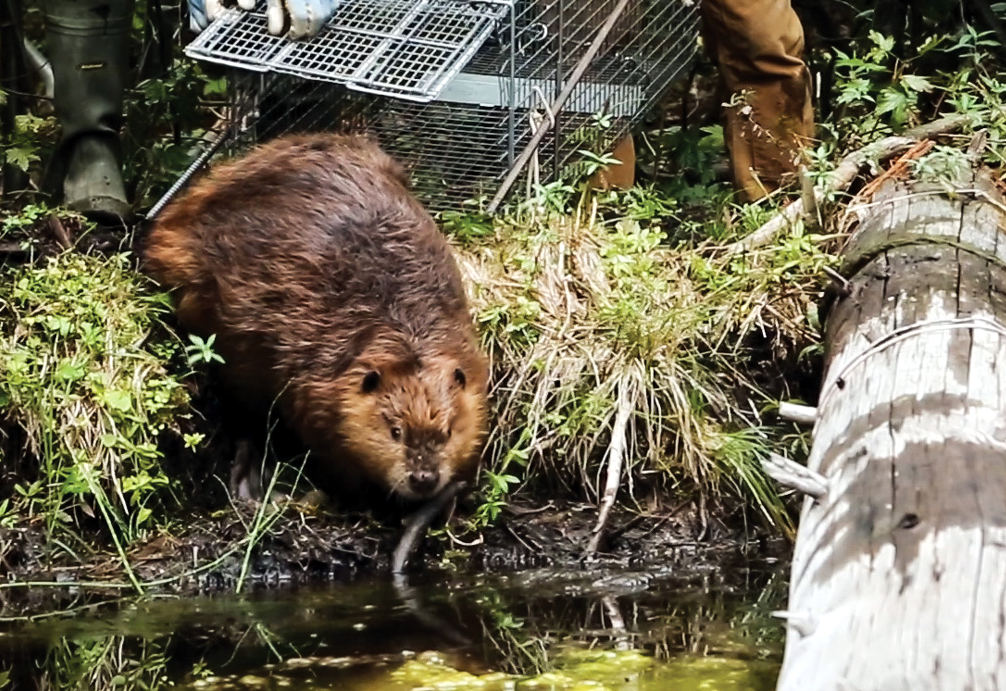 A beaver is being released from a cage into a body of water