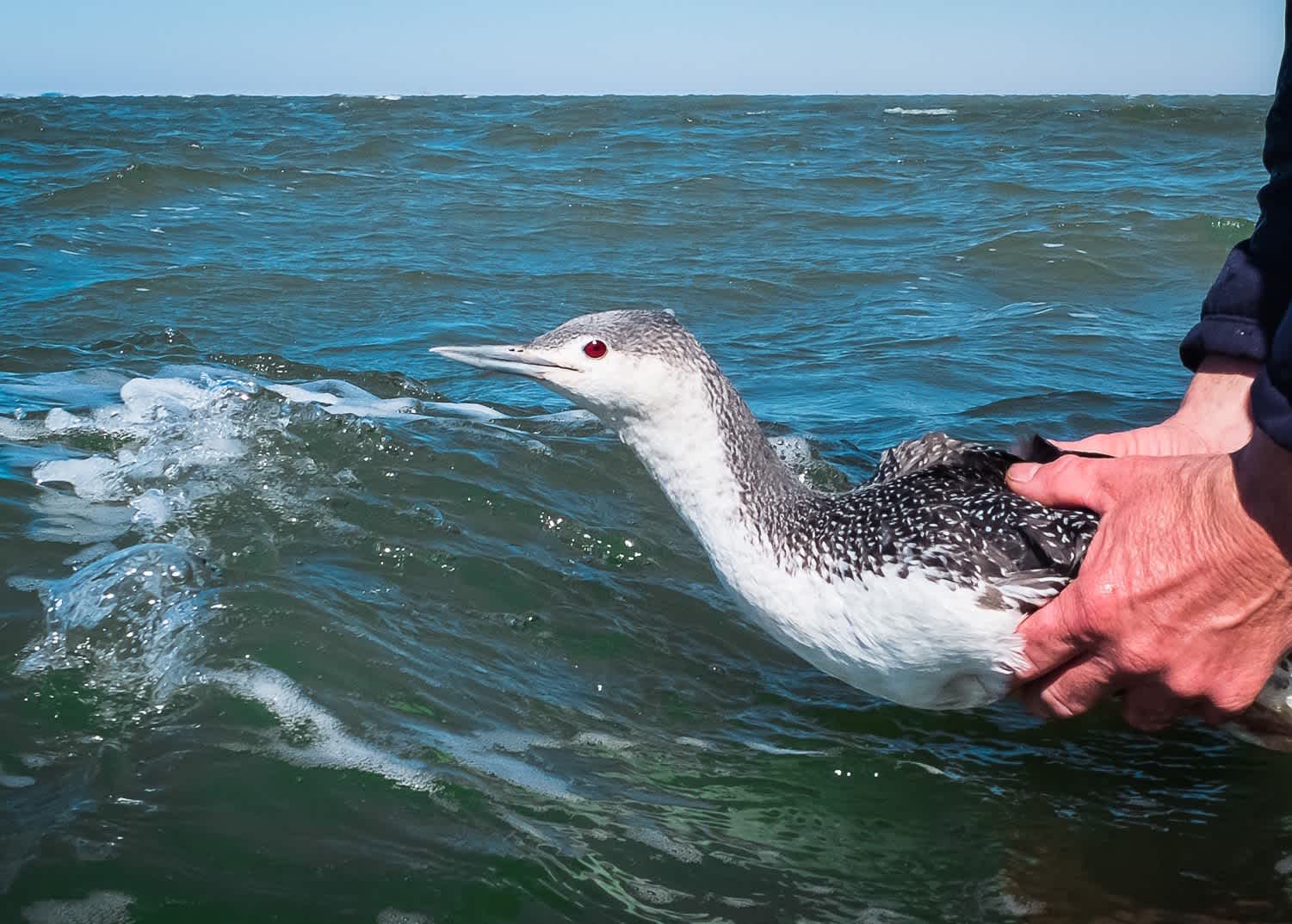 A red-throated loon in winter plumage is being set into the water by a pair of hands