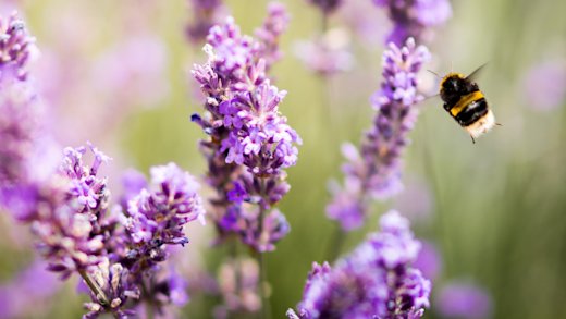 A large fuzzy bee visits some purple flowers