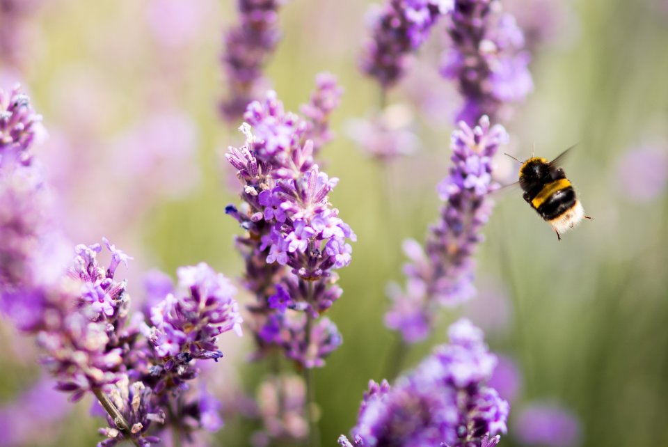 A large fuzzy bee visits some purple flowers