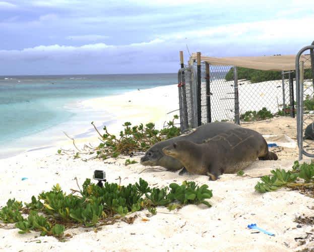 Two monk seal pups exit an enclosure on the beach and head toward the ocean