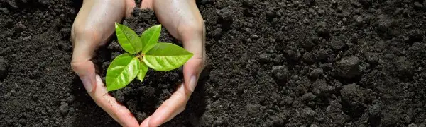 Mental health benefits: Insights from HR professionals