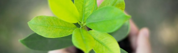 Environmental Supply Chain Sustainability: Tactics, Benefits and Barriers