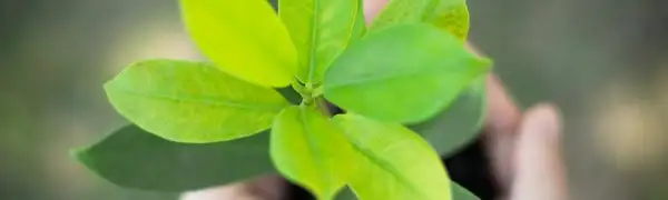 Environmental Supply Chain Sustainability: Tactics, Benefits and Barriers