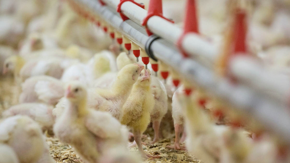Poultry Element Water: The most basic yet overlooked element of poultry nutrition