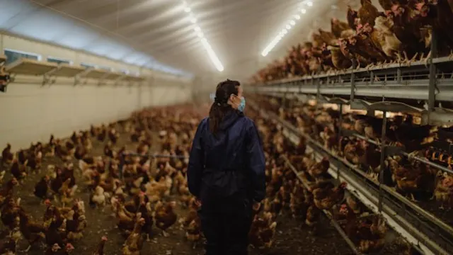 Biosecurity tips for poultry farming to prevent bird flu | Alltech®