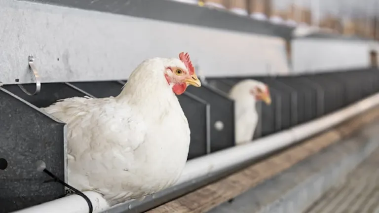 3 FAQs about antibiotic-free production in poultry | Alltech®