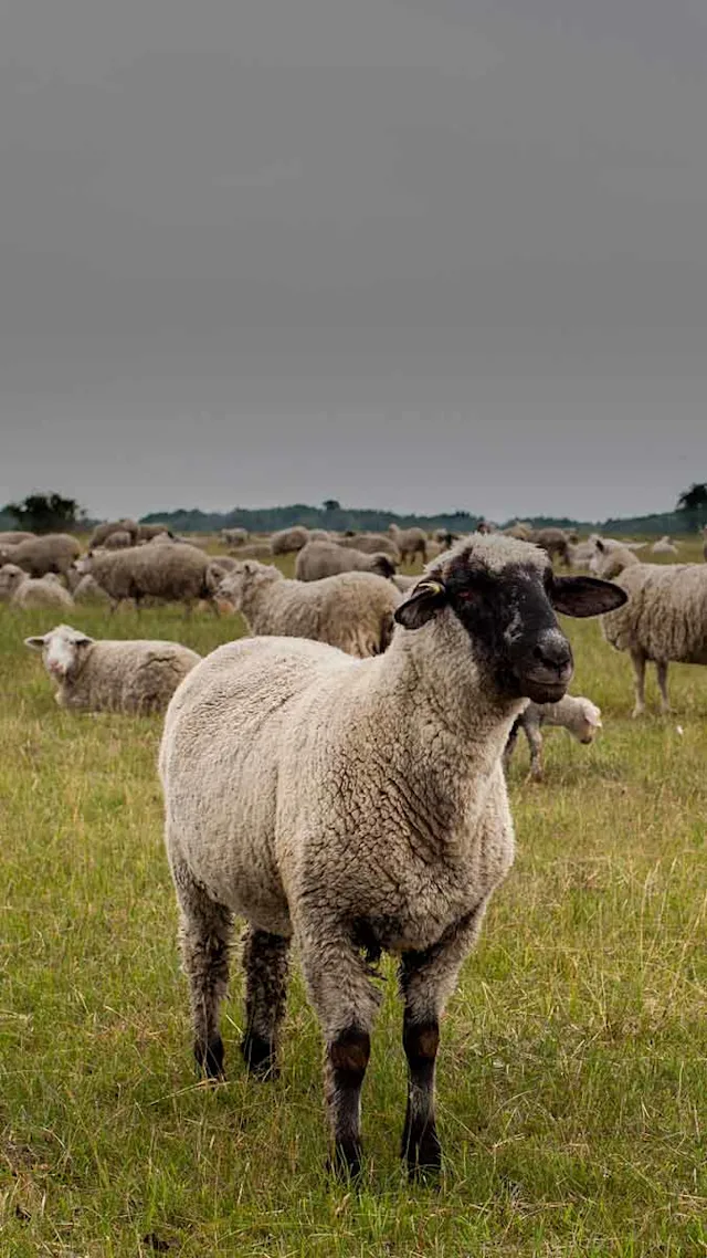 Small Ruminant | Alltech®
