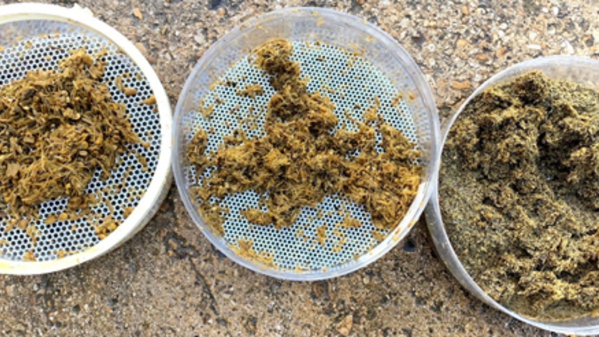 Cattle manure: A simple and essential rumen health indicator