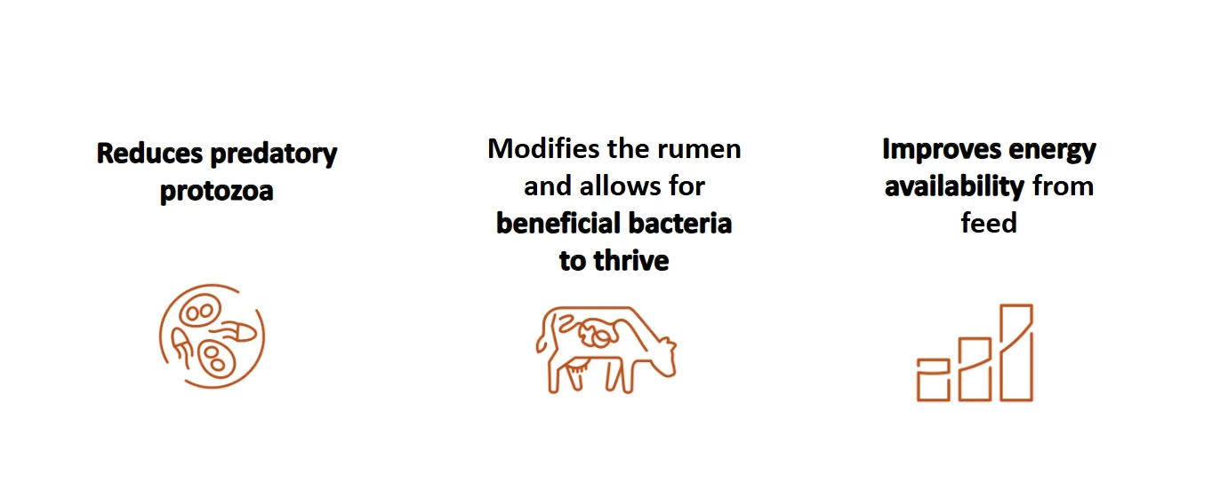 Agolin® Ruminant | Alltech® U.S.