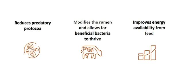 Agolin® Ruminant | Alltech® U.S.
