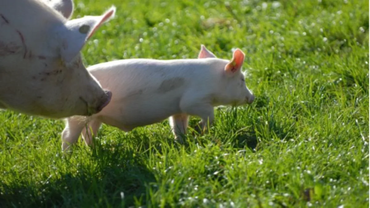 3 stages of supporting piglet nutrition for gut health | Alltech®