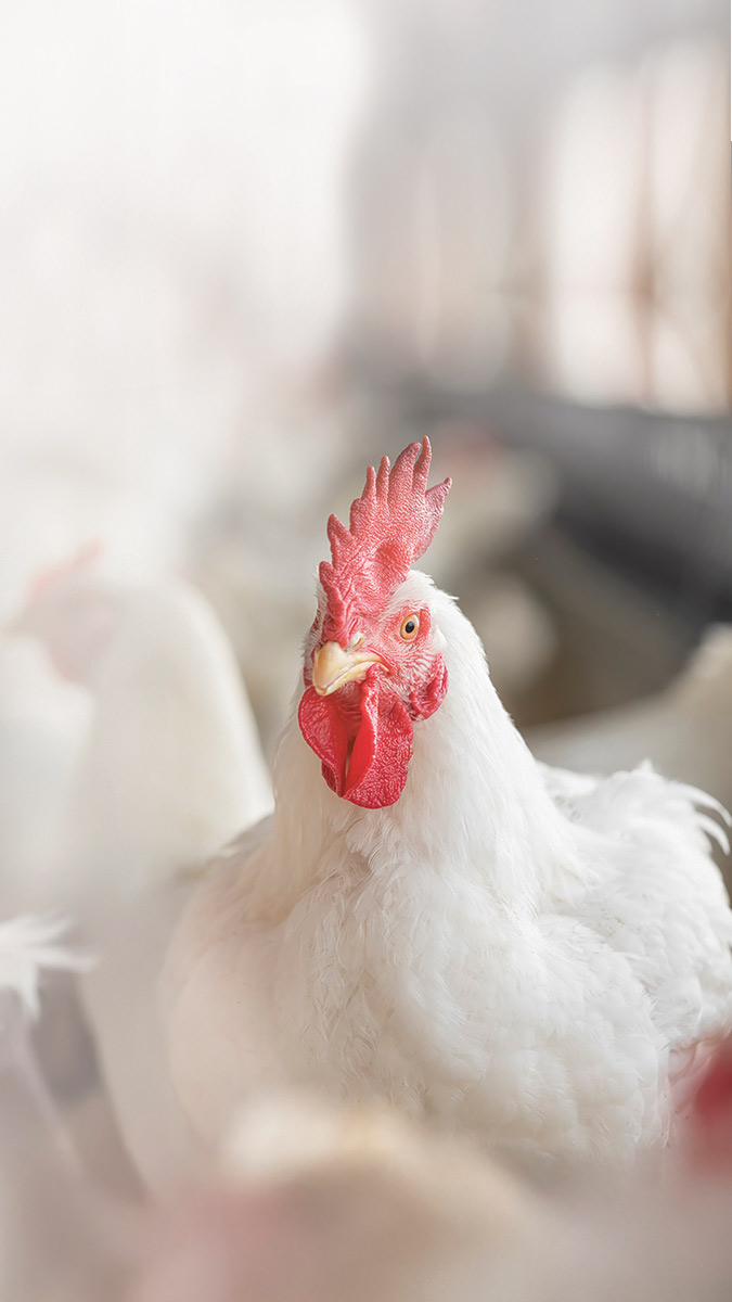 Poultry | Alltech®