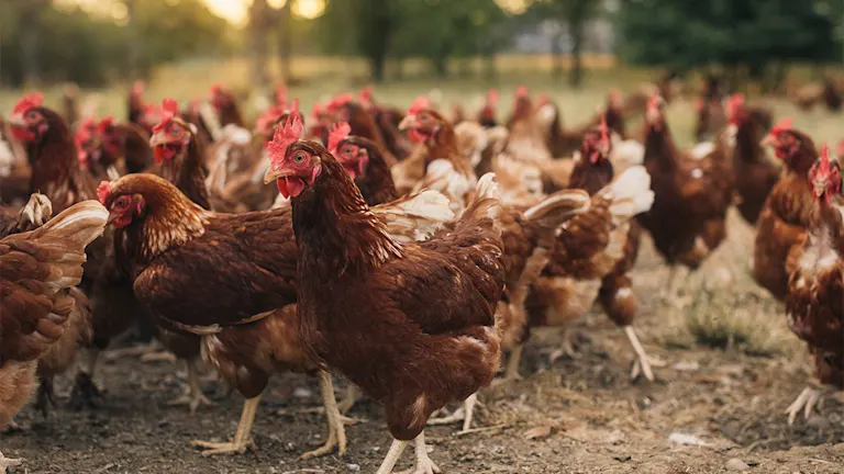 Organic minerals improve eggshell strength and keel bones in chickens ...