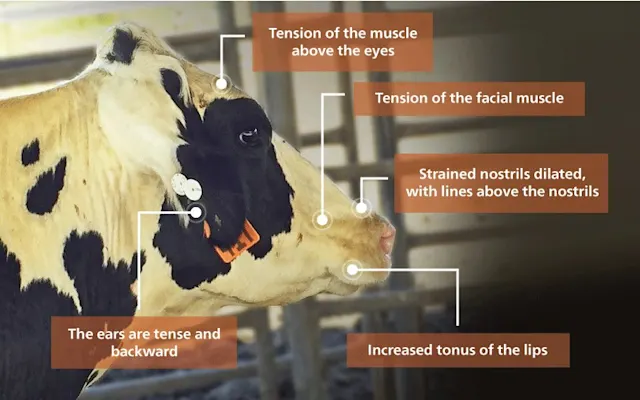 cow-comfort-5-minute-facial-assessment-alltech