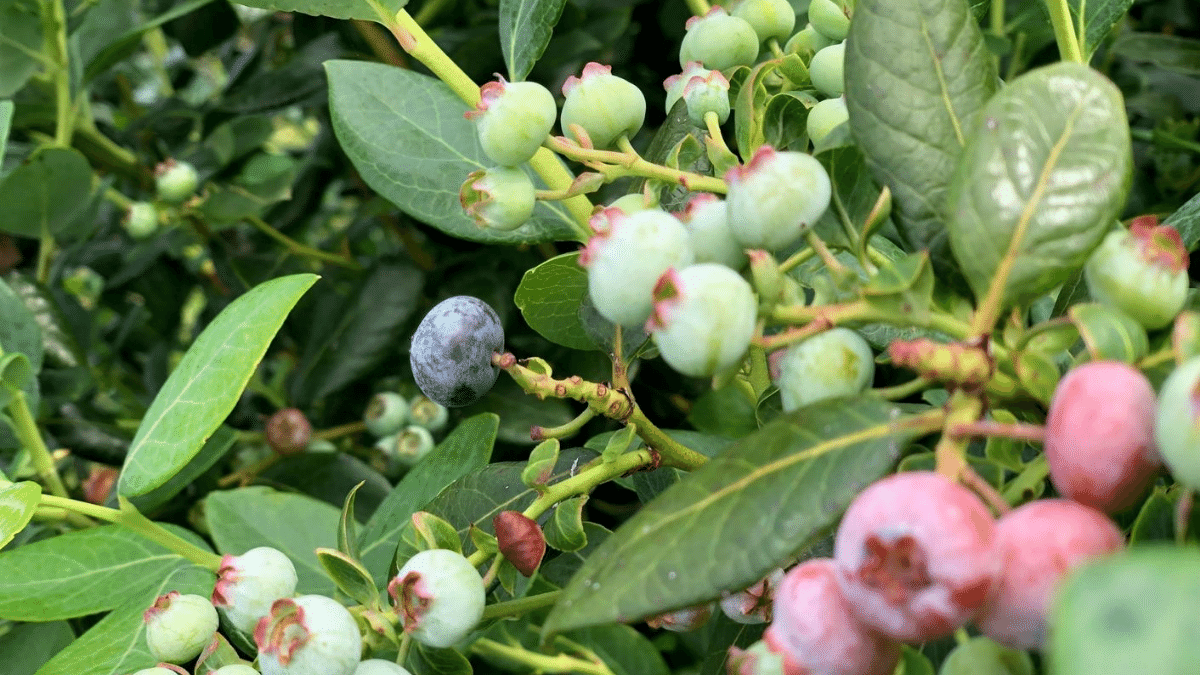 Three common fungal problems in blueberry production | Alltech®