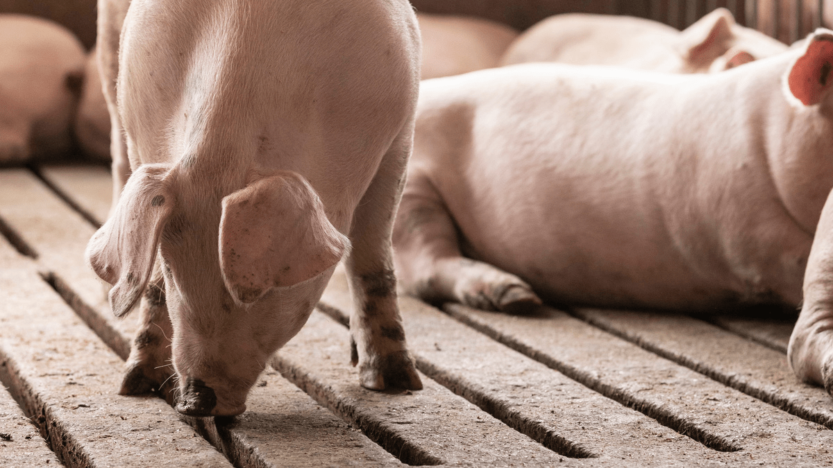 Air quality in pig barns: What are your pigs breathing in?