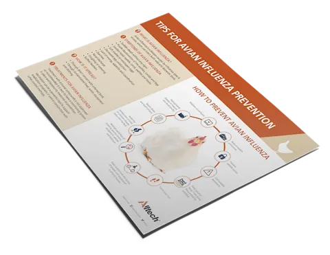 How to protect your flock from avian influenza (AI) | Alltech®