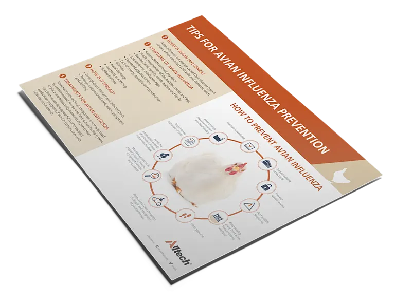 How to protect your flock from avian influenza (AI) | Alltech®