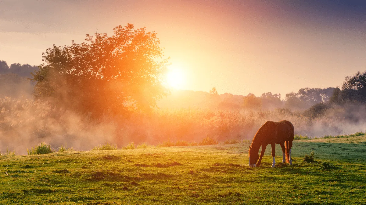 8 Steps to Compost and Use Horse Manure | Alltech