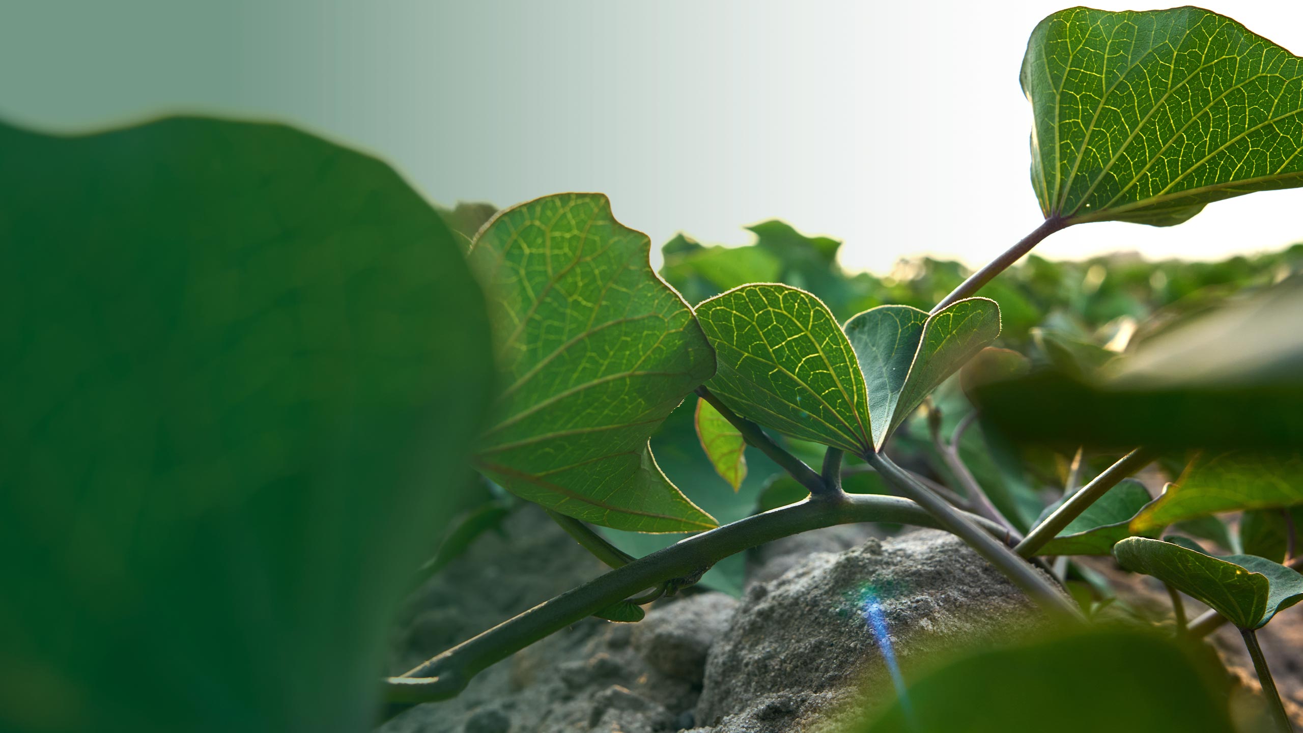 Nutrition solutions | Alltech Crop Science | Alltech®