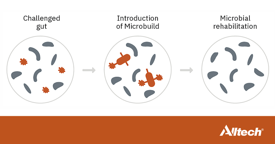 A balanced gut is the key to a healthy pet