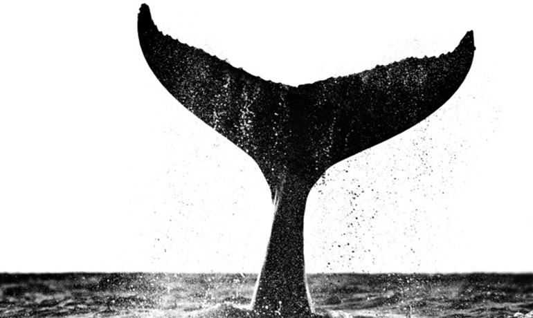 iShares whale
